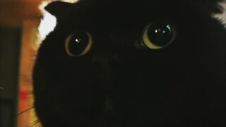 Kucing juga bisa sekeren ini, ya!