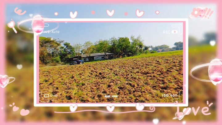 ปรับปรุงดินด้วยปอเทือง