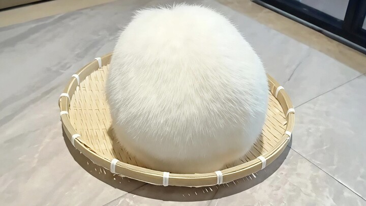 What kind of animal is this? Guess correctly and I’ll give you two hundred yuan.