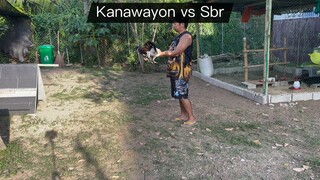 6months Kanawayon vs 8months Sbr