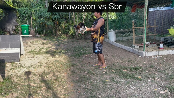 6months Kanawayon vs 8months Sbr