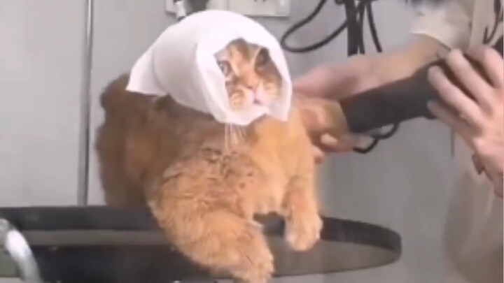 “ฉลาดนิดหน่อย แต่ไม่มาก”