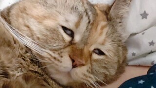 有一种半死不活的幸福感