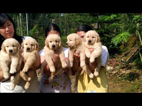 The most beautiful golden retrieviers puppies
