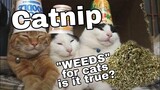CATNIP BENEFITS AND WHY CATS  GET HIGH