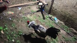 Melsim Grey VS McLean Hatch Spar