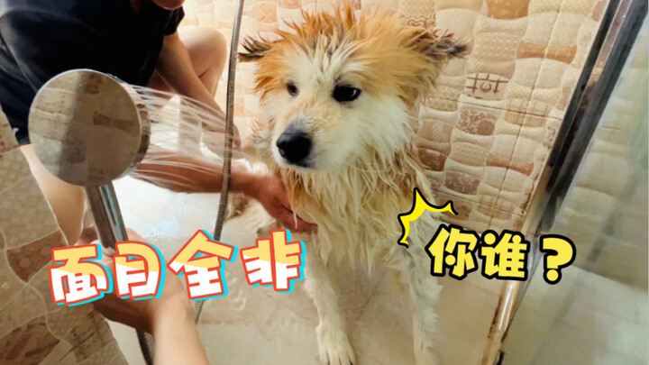 Ông ngoại lần đầu tiên tắm cho chú chó Akita lớn ở nhà, toàn thân chỉ là béo giả, lập tức teo nhỏ lạ