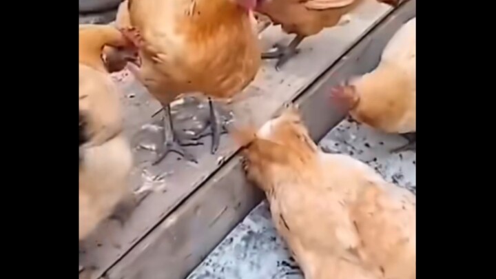 Lần đầu tiên bị đè bẹp thành thế này đó tôi