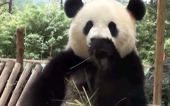 【Panda】Scarlett is definitely a big boss among national treasures! 