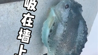 How adorable! The round, sucker-equipped roundfin fish, also known as the Lumpsucker or Sea Cucumber