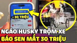 Phi vụ TRỘM XE cực nghệ của ngáo Husky và đồng bọn khiến con Sen phải đền GẦN 30 TRIỆU 😅 | Gâu Đần