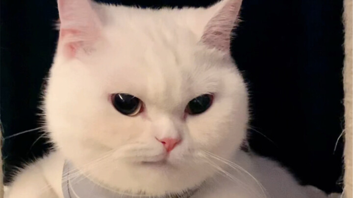 The Cat’s Jarring Contrast