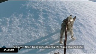 Tóm tắt phim Nanh Trắng 3 #tomtatphim