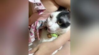 phanyennhi cắt lỗi có cái móng mà mèoyamaha giận dị đó🤣🤣 mèoyanghồ mèo