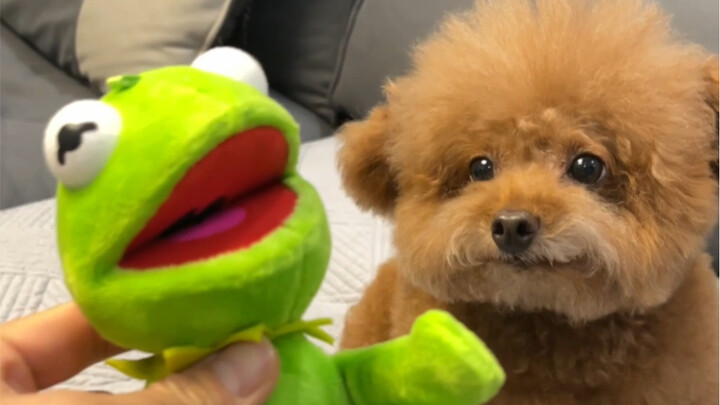 Have you ever seen such a clingy little dog?