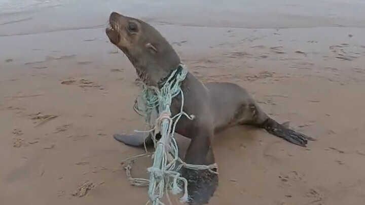 สิงโตทะเลที่ได้รับบาดเจ็บกำลังลากตาข่ายตกปลาและคลานไปตามพื้น【ทีมอนุรักษ์ทะเลนามิเบีย】