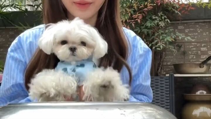 นับหมา