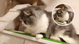 [Động vật]Hai chú mèo Napoleon siêu đáng yêu