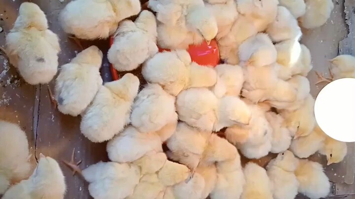 Poultry Brooding time