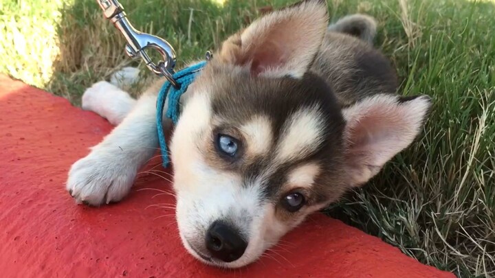 Miniature Huskies really do exist—so cute and they don’t destroy things, but unfortunately I can’t a