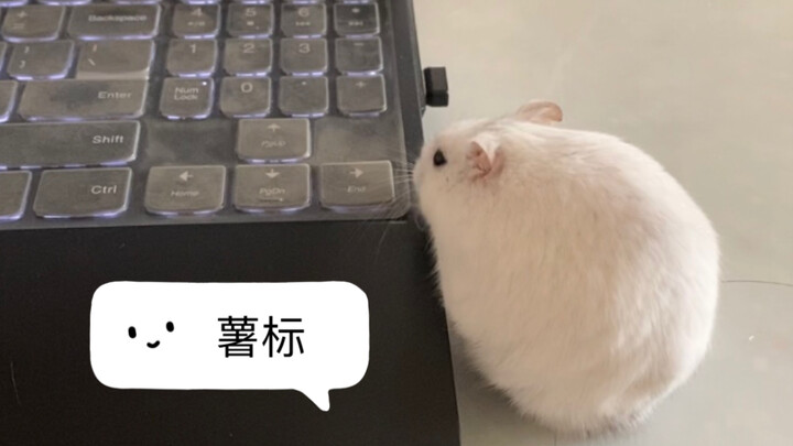 【แฮมสเตอร์ชูจาย】เมาส์ตัวนี้จับแล้วทำไมรู้สึกแปลกๆ?