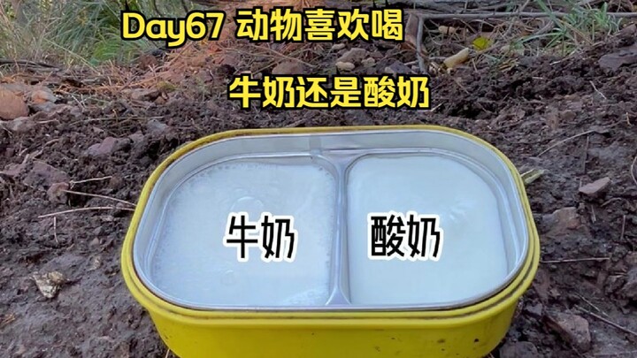 Day67 | Apakah hewan lebih suka susu atau yogurt?