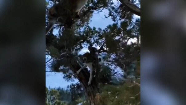 شوفوا أي فريسة وجدت لنا الكلبة!