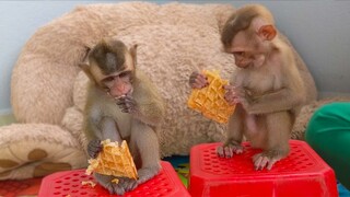 Toto and Yaya enjoy eating some snacks for their breakfast