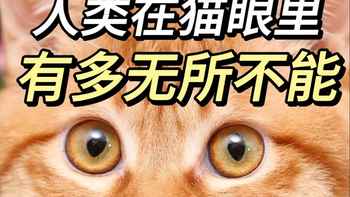 Tại sao có những con mèo lại trốn đi khi có người đến nhà bạn?