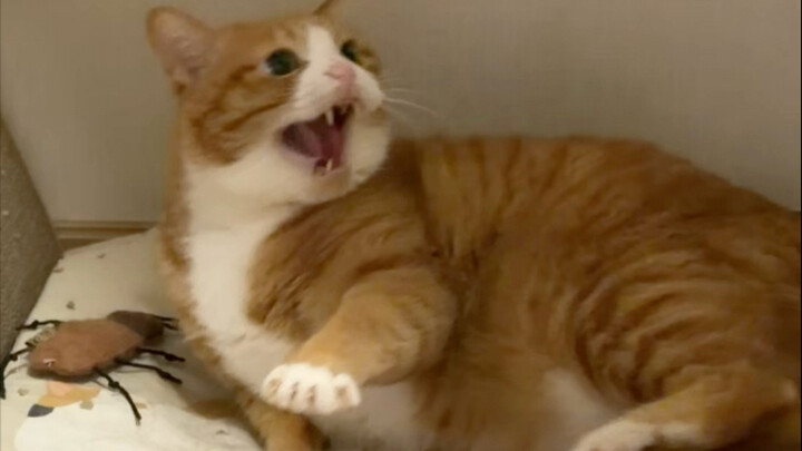 Terus peluk kucing sampai dia marah