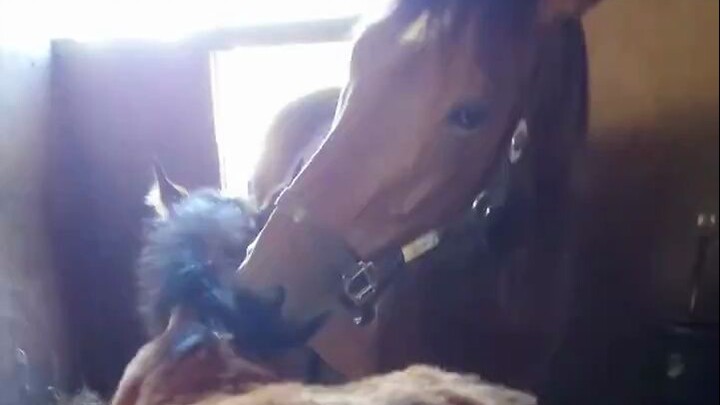Though Ma Mom was a bit puzzled, she still scratched Little Horse’s itch.