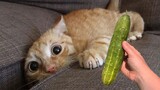 Cucumbers Scare The Life Out Of Cats | Pets Town