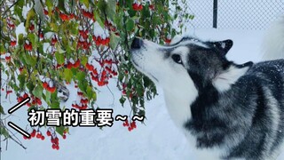 The reason why “foodie dog” temporarily forgot about eating for the first time