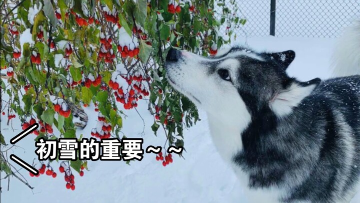 The reason why “foodie dog” temporarily forgot about eating for the first time