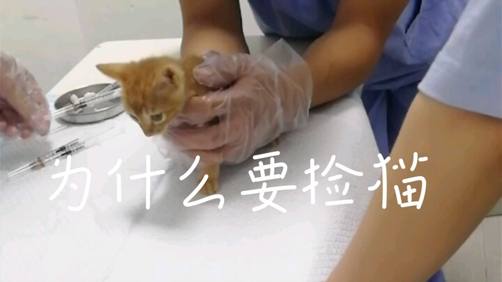 อย่าไปเก็บแมวนะ จะทำให้โชคร้าย ขอโทษด้วย
