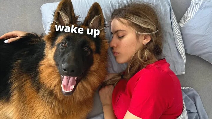 Life Before and After Getting a German Shepherd