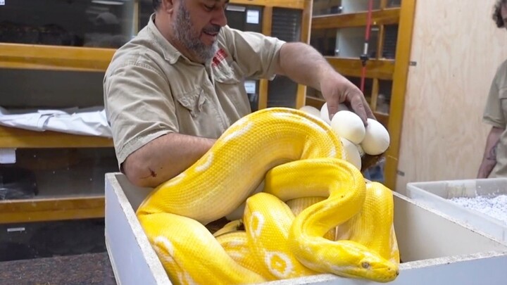 [Animals]Check out this beautiful python bivittatus
