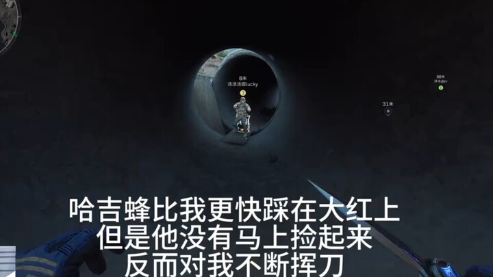 Bạn sẽ cướp mất màu đỏ rực của ong Haji sao?