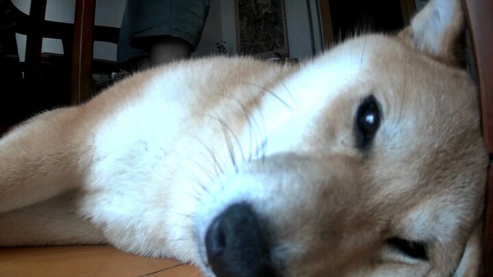 [Boneless Shiba Inu] Thanks to my dad for helping me hold the pig.