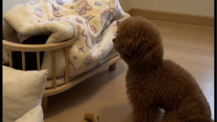 Chó cưng yêu trẻ con đến mức nào! Quýt còn yêu em gái hơn cả mình tưởng đấy～