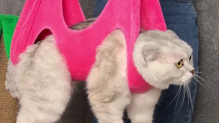 How to quickly remove hair and clip nails of a cat?