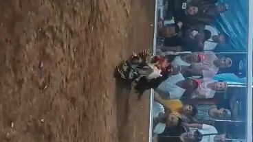 My Regular Grey 2nd win quality kalaban