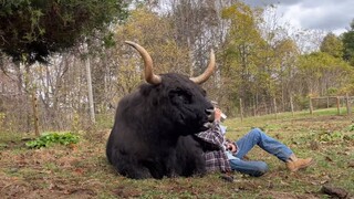 Sapi hitam duduk di alam, setelah bersandar aku malah ingin tidur