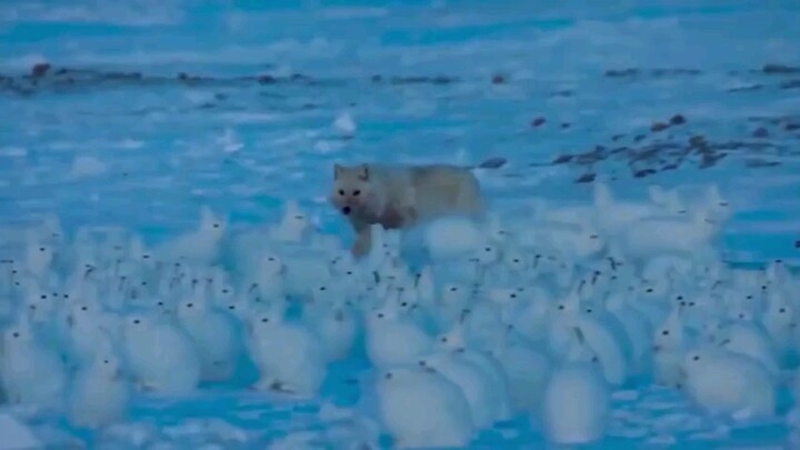When a large herd of arctic hares starts running…