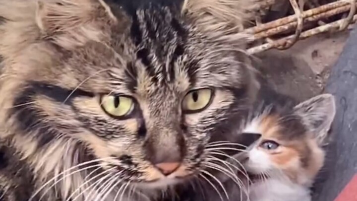 Sudah, si induk kucing datang. Aku benar-benar tidak mencuri anakmu.
