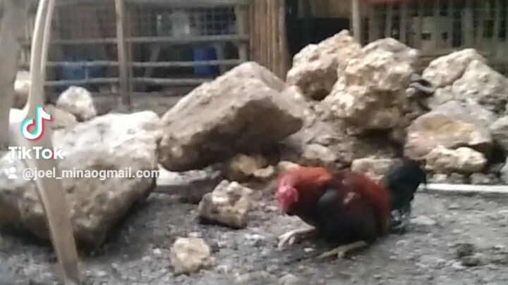 lupait na manok umubra yung sicretong gamot na ininum nya
