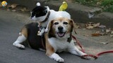 FUNNY CATS and DOGS & BIRDS 🐱🐶🐦 Funniest Animals Videos