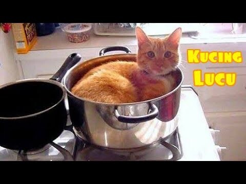KUCING LUCU 😾 Video Kucing Lucu terbaru 2021 bikin Ngakak guling guling