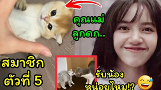 ลิซ่าเปิดตัวน้องแมวตัวใหม่ ชื่อ Lego งานนี้ลีโอจะจัดต้อนรับน้องใหม่รึเปล่านะ😂