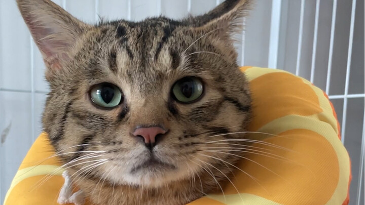 How cute is an angry kitten! I quarreled with my mom until I was sleepy, and continued to quarrel th